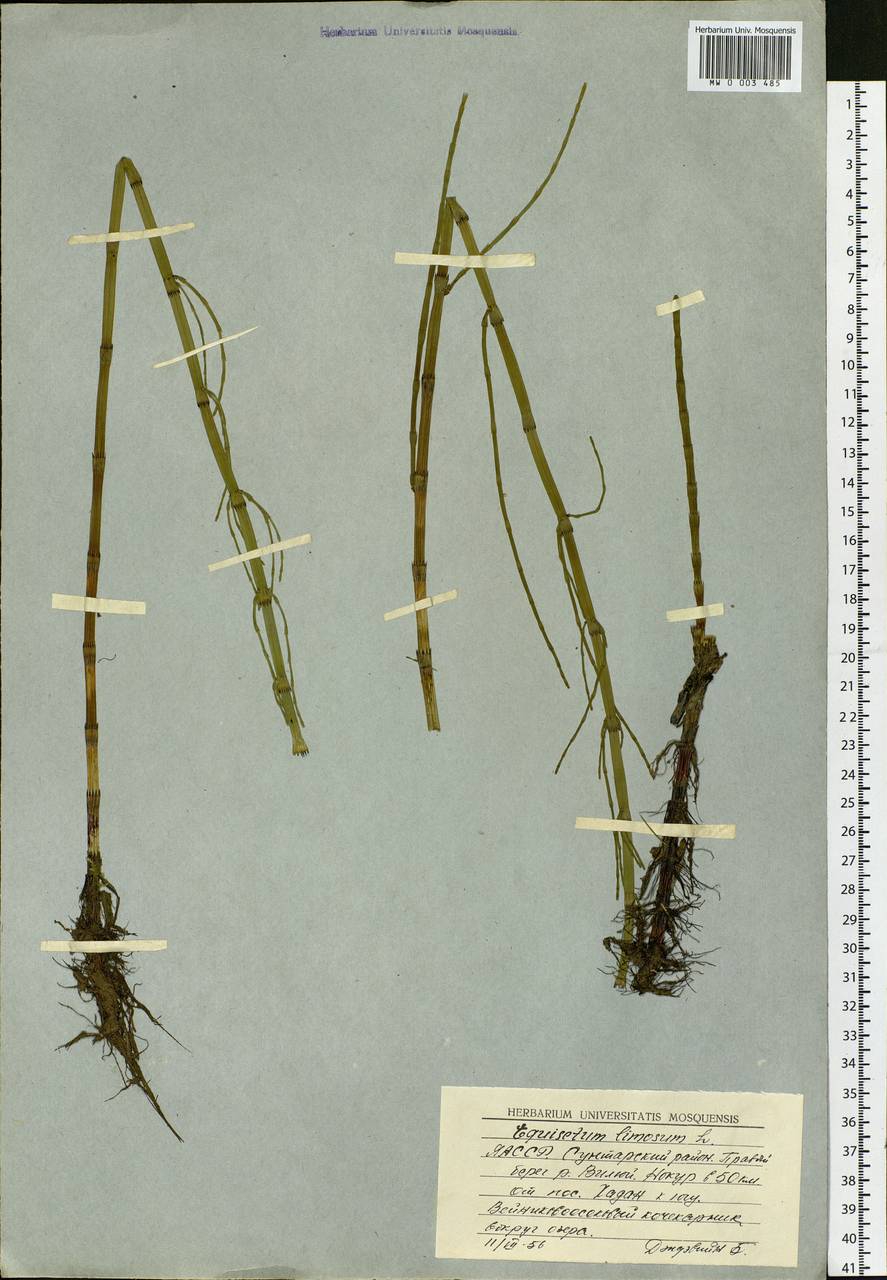 Equisetum fluviatile L., Siberia, Yakutia (S5) (Russia)