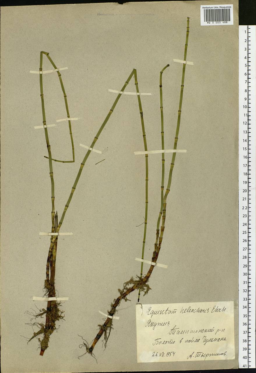 Equisetum fluviatile L., Siberia, Yakutia (S5) (Russia)