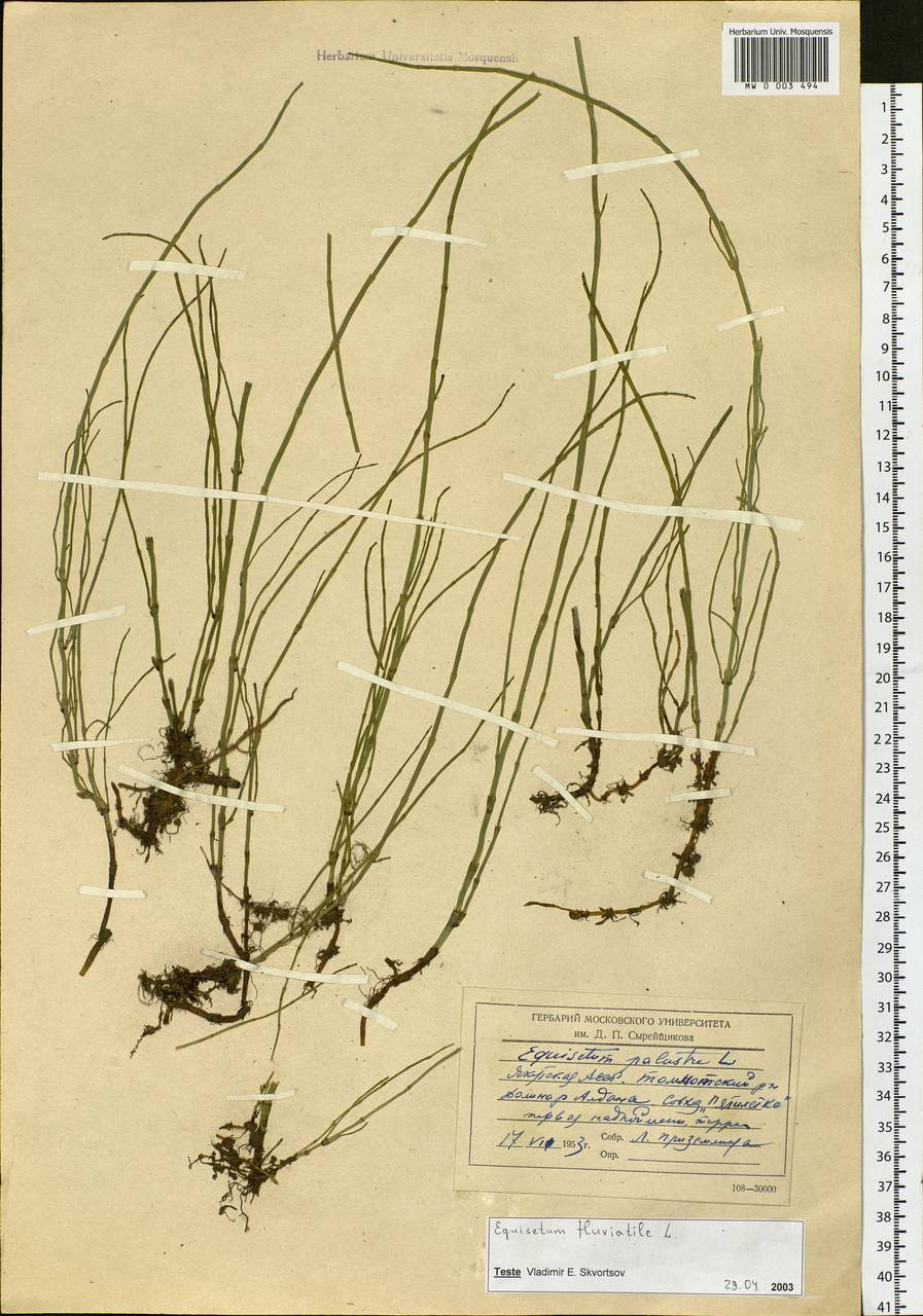 Equisetum fluviatile L., Siberia, Yakutia (S5) (Russia)
