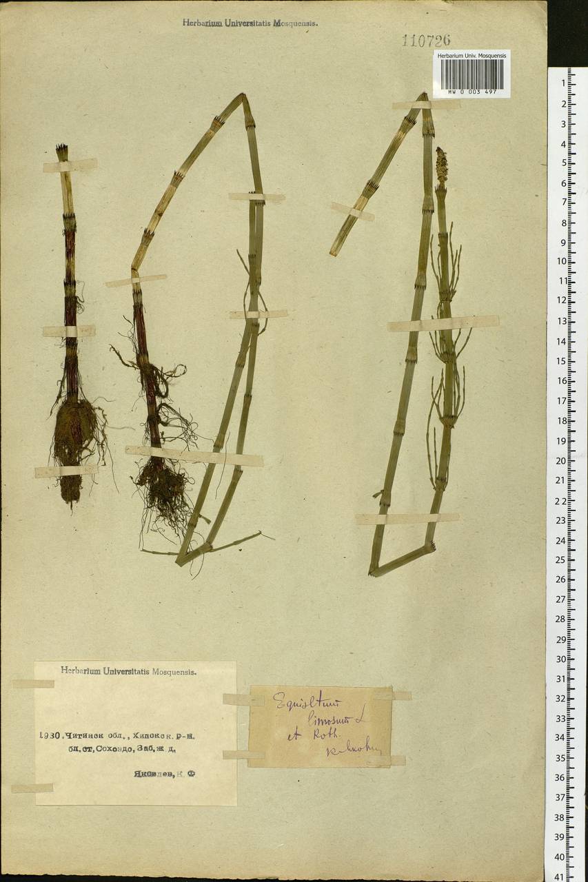 Equisetum fluviatile L., Siberia, Baikal & Transbaikal region (S4) (Russia)