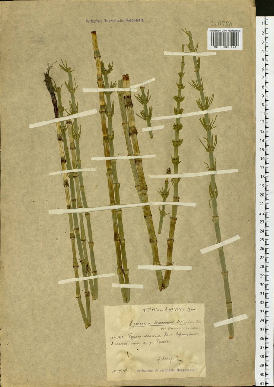 Equisetum fluviatile L., Siberia, Baikal & Transbaikal region (S4) (Russia)