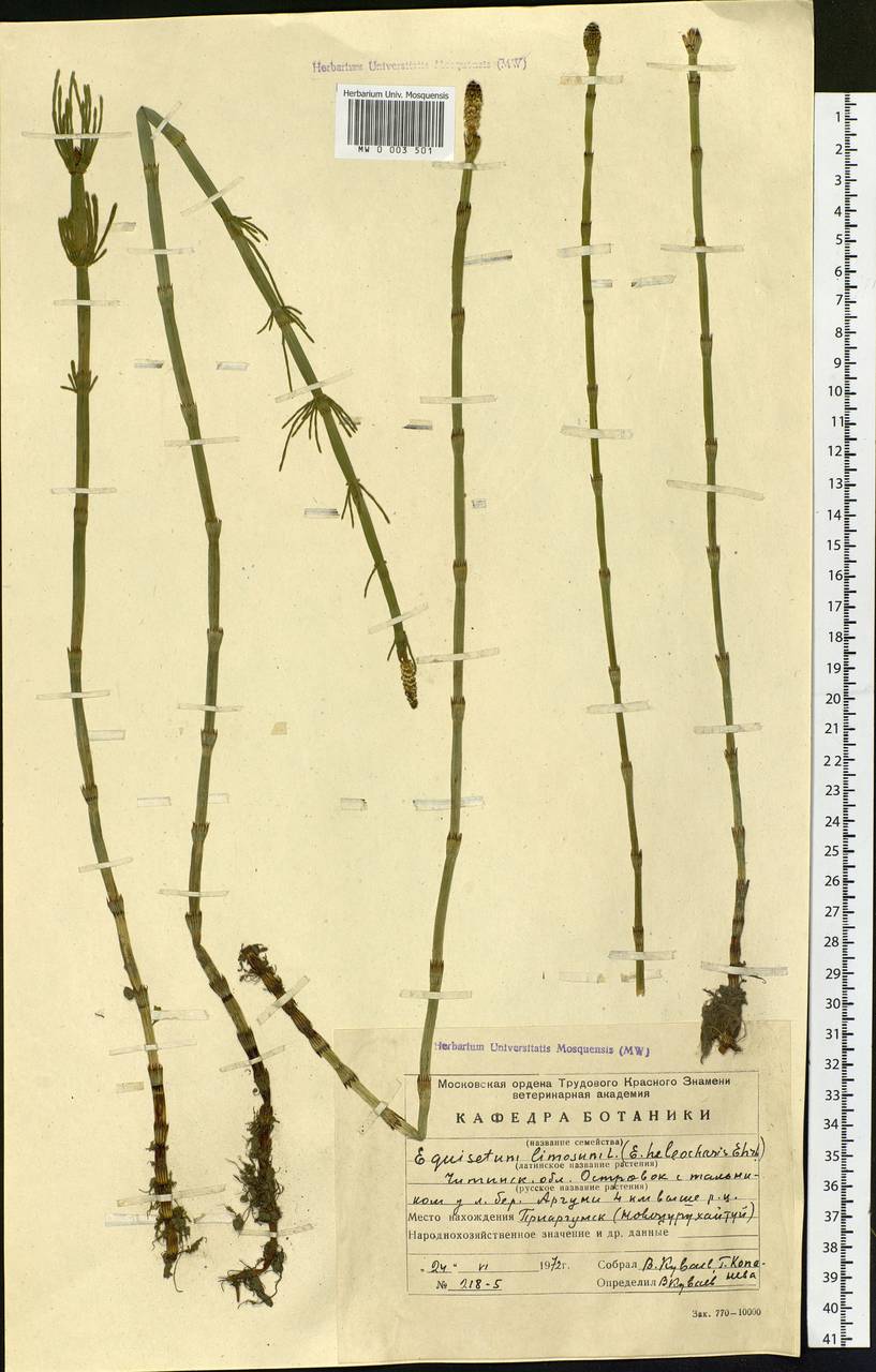 Equisetum fluviatile L., Siberia, Baikal & Transbaikal region (S4) (Russia)