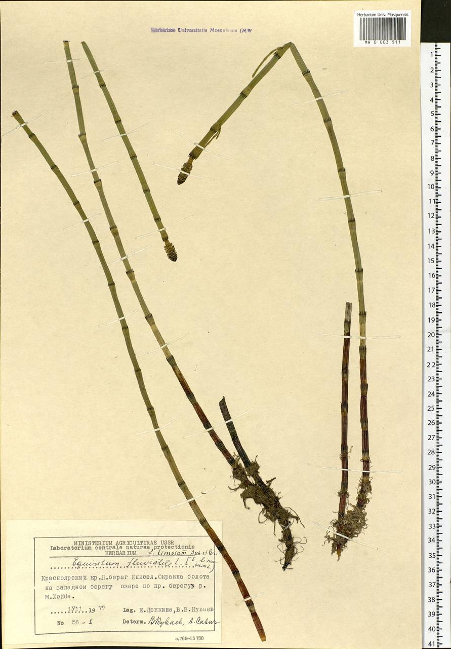 Equisetum fluviatile L., Siberia, Central Siberia (S3) (Russia)