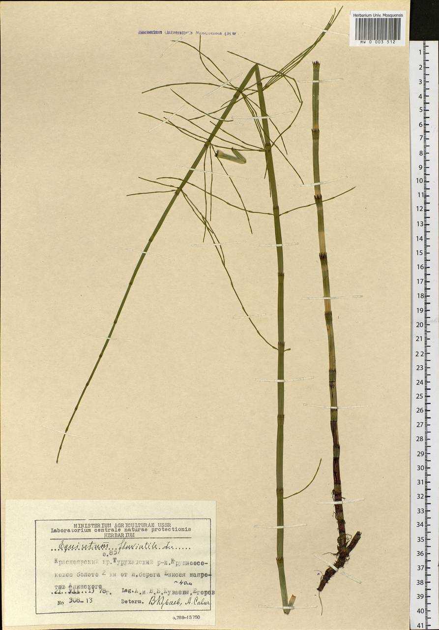 Equisetum fluviatile L., Siberia, Central Siberia (S3) (Russia)