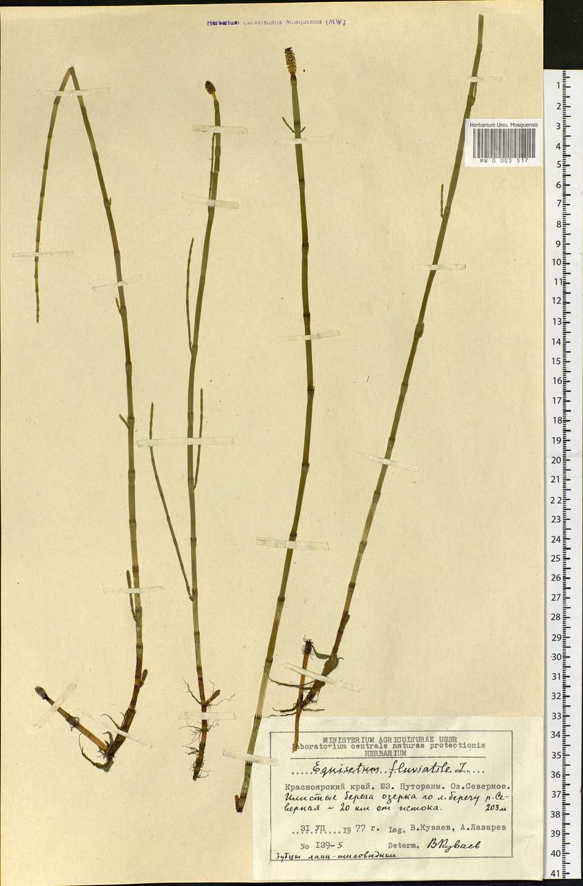 Equisetum fluviatile L., Siberia, Central Siberia (S3) (Russia)