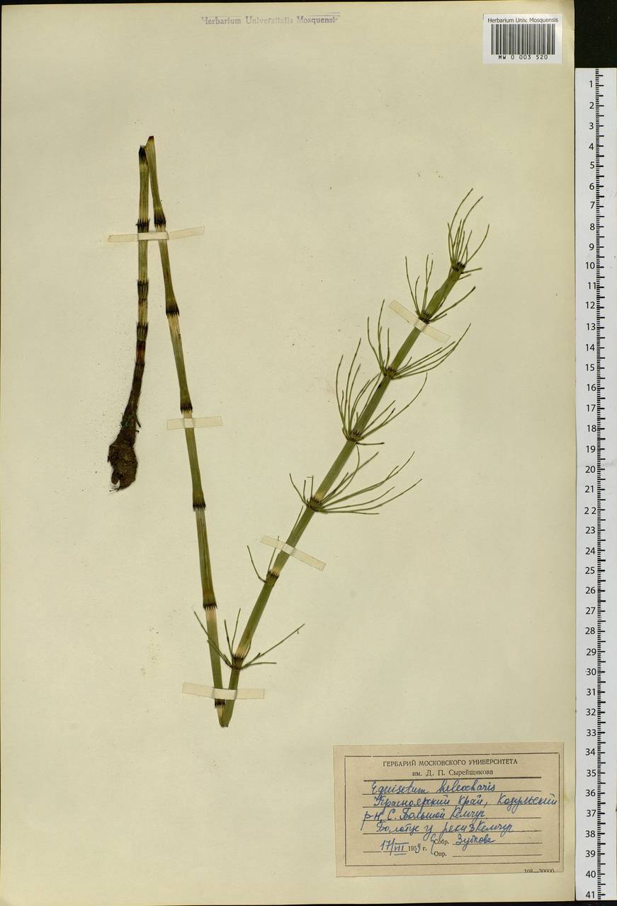 Equisetum fluviatile L., Siberia, Central Siberia (S3) (Russia)