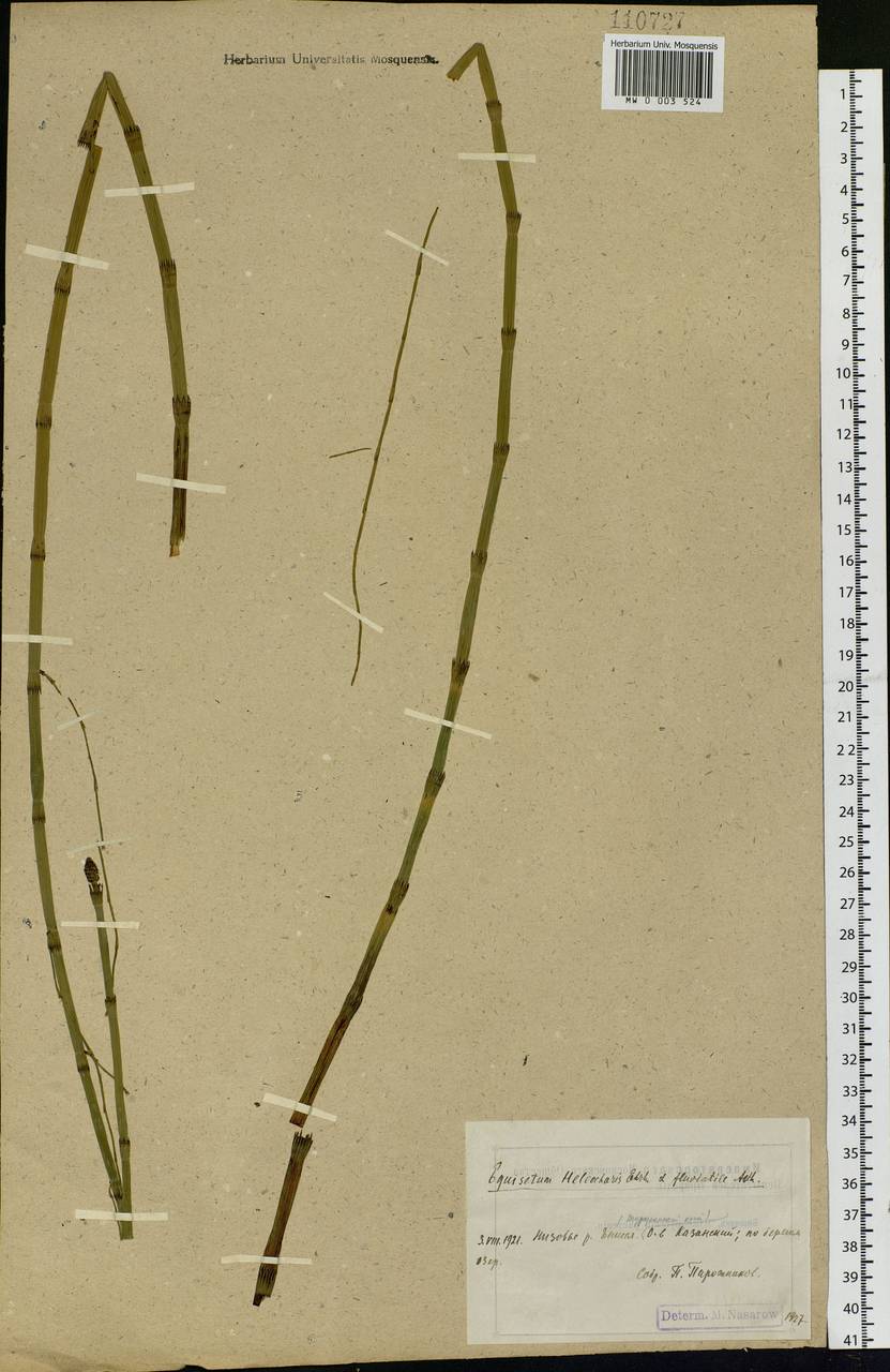 Equisetum fluviatile L., Siberia, Central Siberia (S3) (Russia)