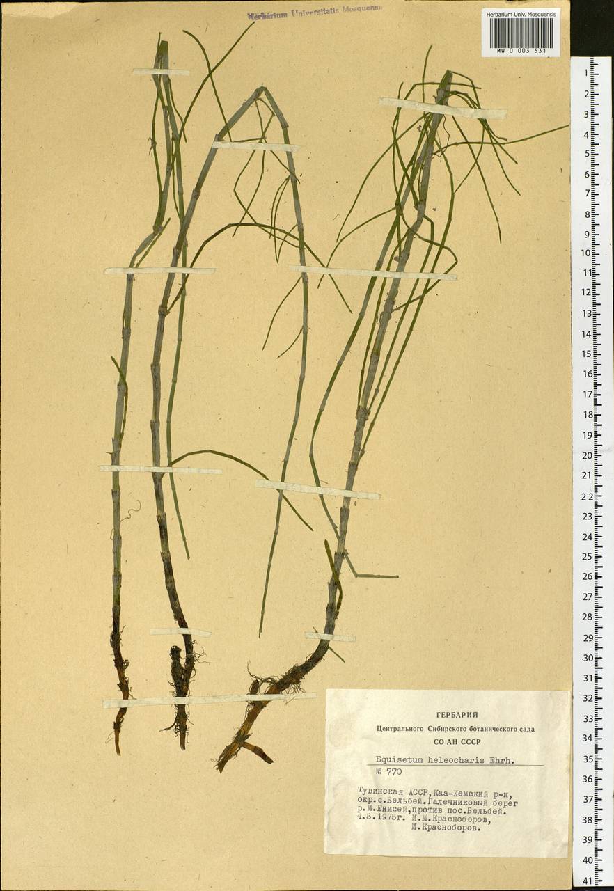 Equisetum fluviatile L., Siberia, Altai & Sayany Mountains (S2) (Russia)