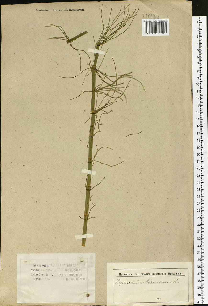 Equisetum fluviatile L., Siberia (no precise locality) (S0) (Russia)