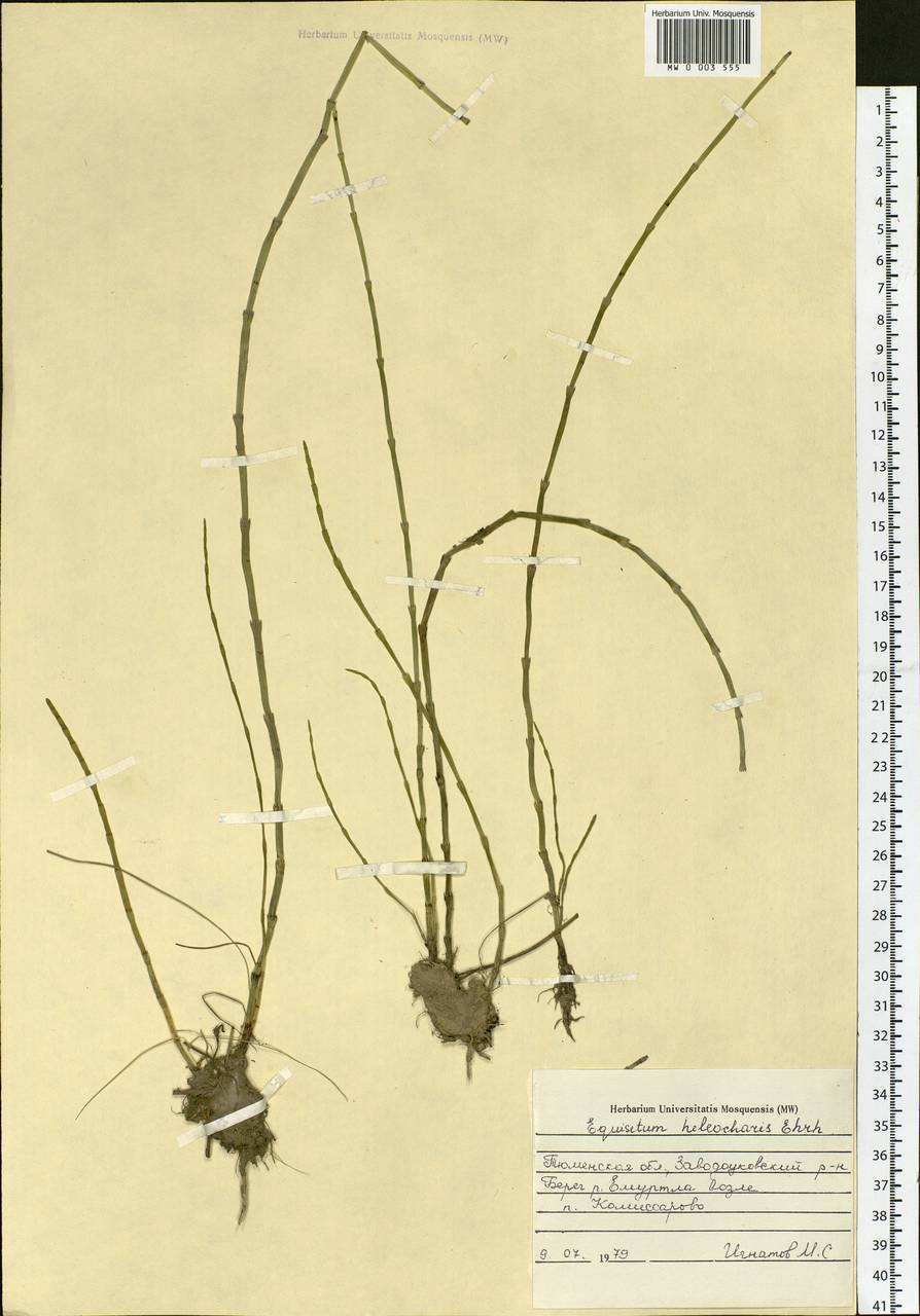 Equisetum fluviatile L., Siberia, Western Siberia (S1) (Russia)