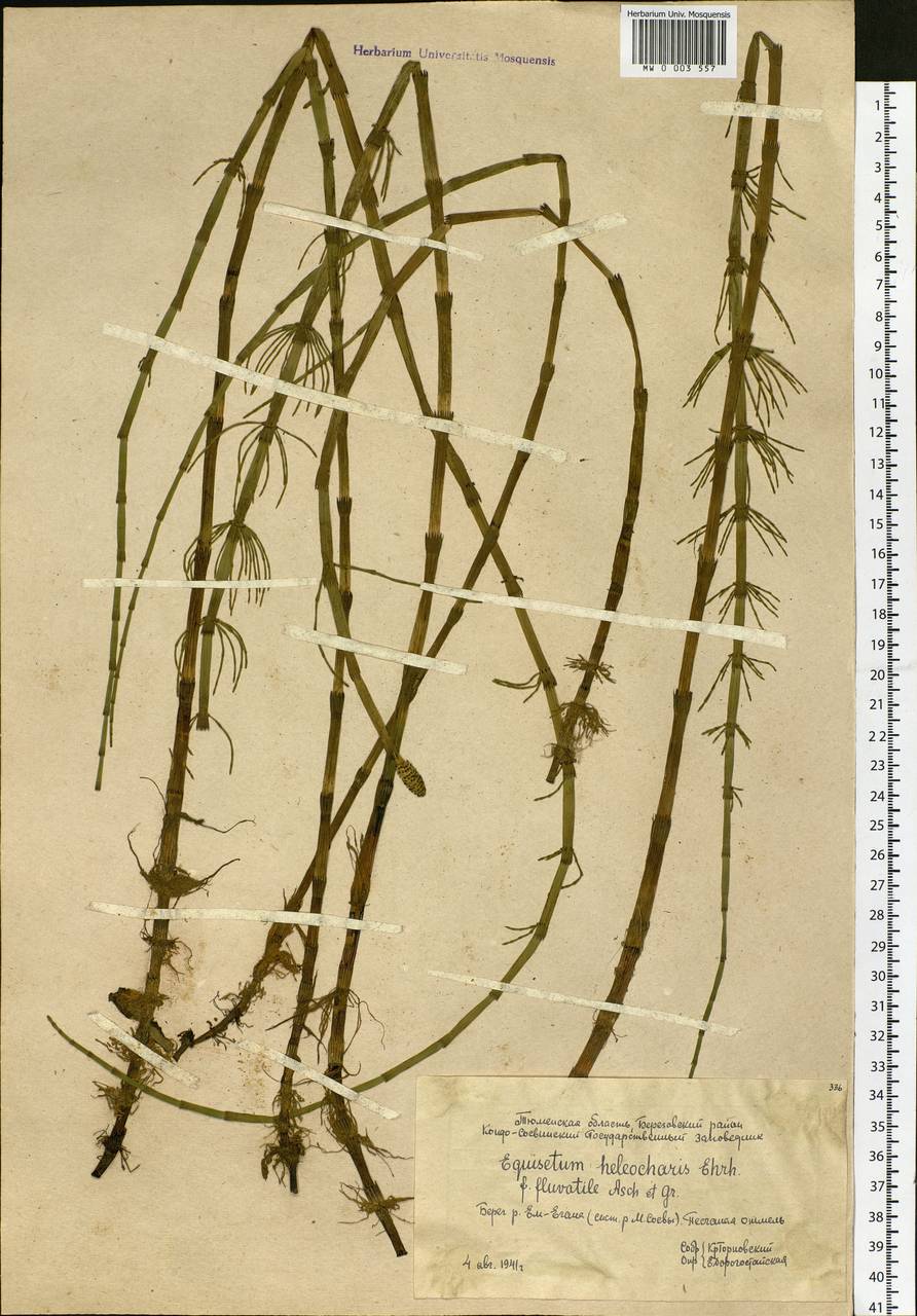 Equisetum fluviatile L., Siberia, Western Siberia (S1) (Russia)