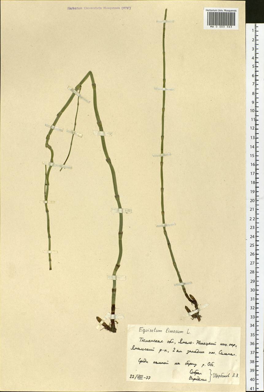 Equisetum fluviatile L., Siberia, Western Siberia (S1) (Russia)