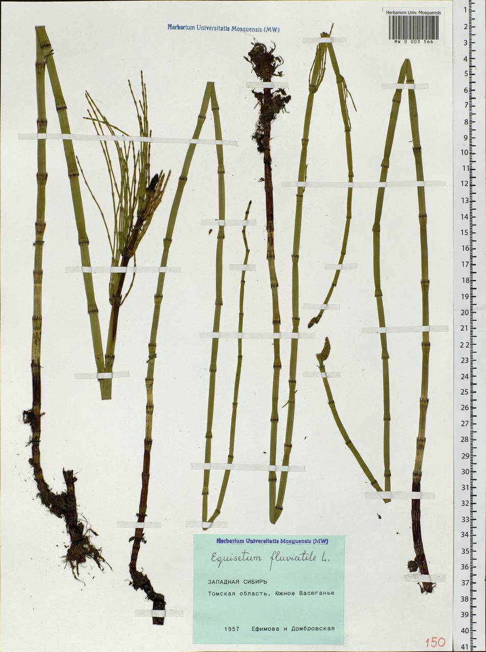 Equisetum fluviatile L., Siberia, Western Siberia (S1) (Russia)