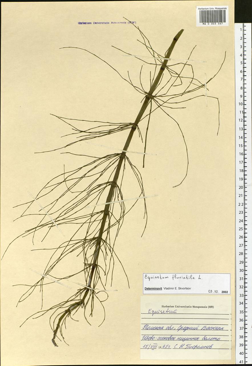 Equisetum fluviatile L., Siberia, Western Siberia (S1) (Russia)