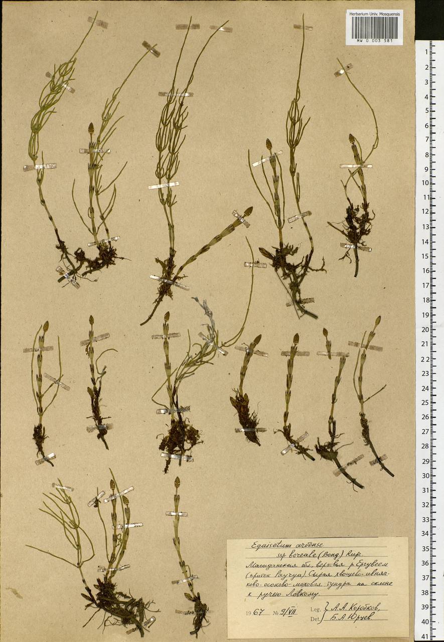 Equisetum arvense L., Siberia, Chukotka & Kamchatka (S7) (Russia)