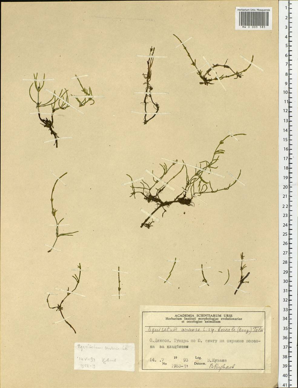 Equisetum arvense L., Siberia, Central Siberia (S3) (Russia)
