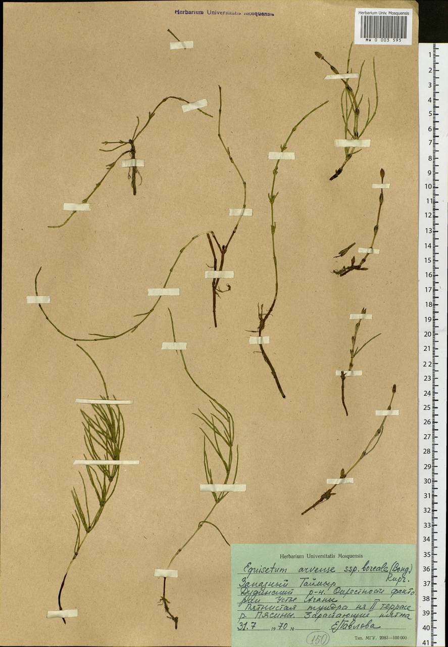 Equisetum arvense L., Siberia, Central Siberia (S3) (Russia)