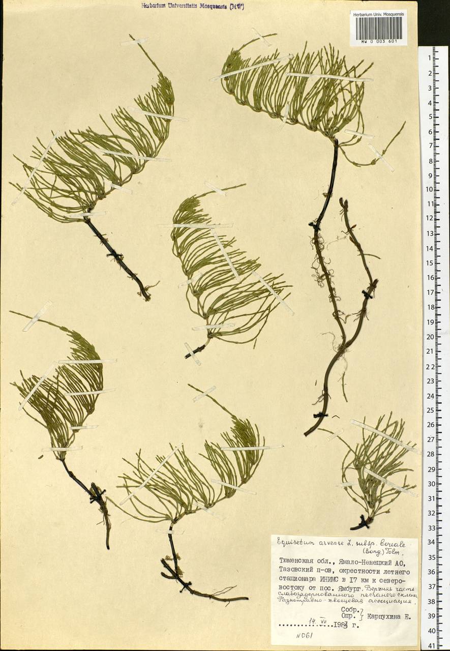 Equisetum arvense L., Siberia, Western Siberia (S1) (Russia)