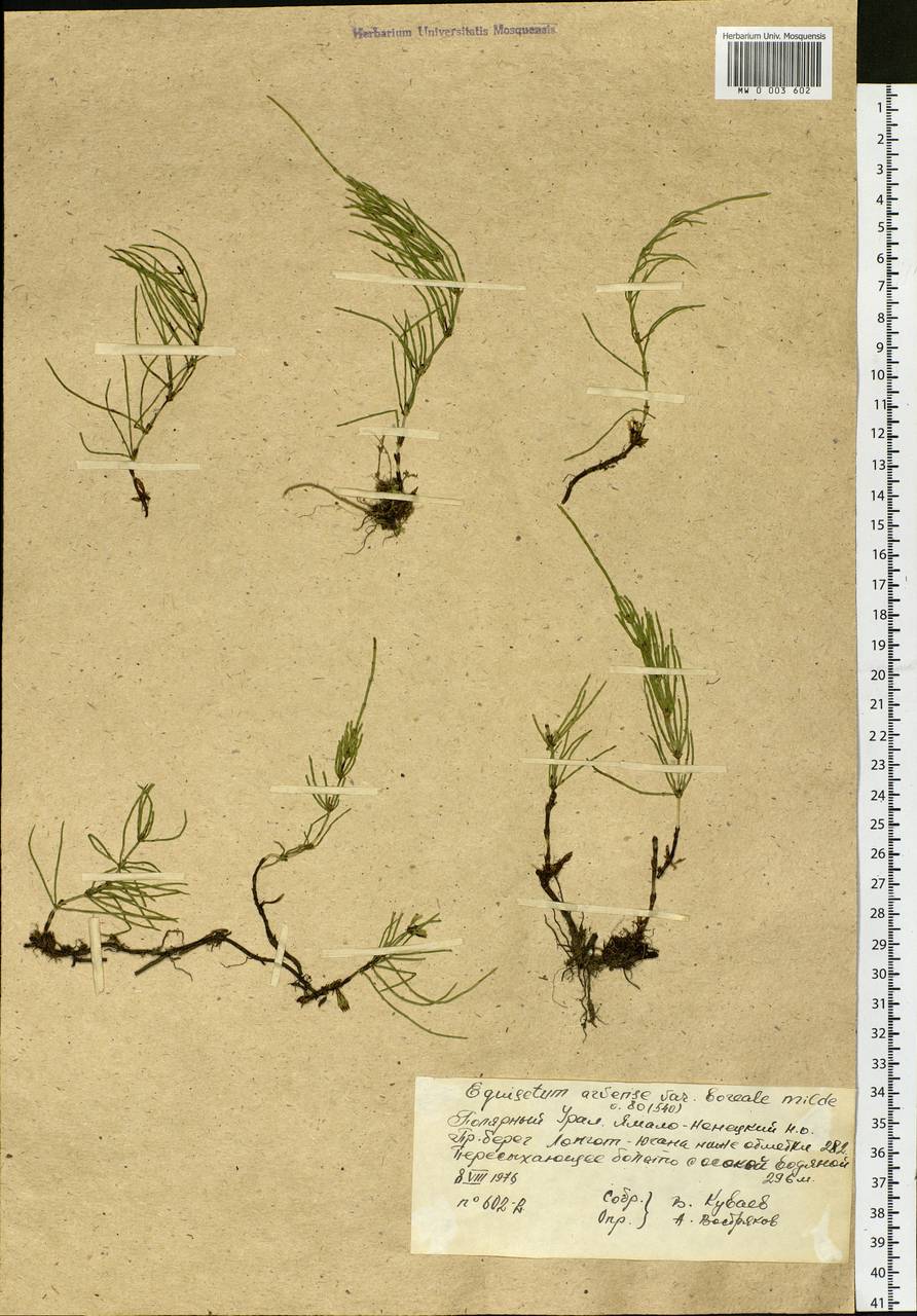 Equisetum arvense L., Siberia, Western Siberia (S1) (Russia)