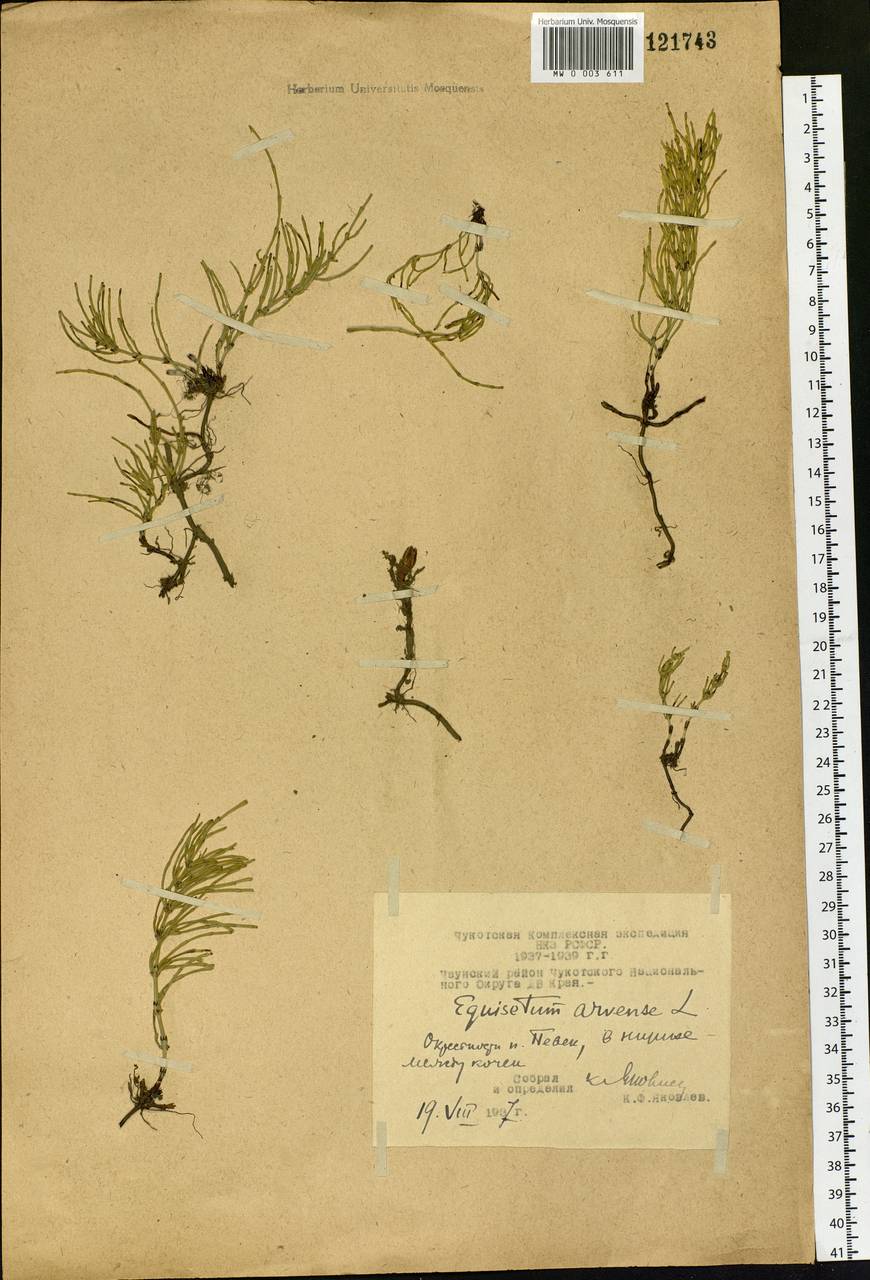 Equisetum arvense L., Siberia, Chukotka & Kamchatka (S7) (Russia)