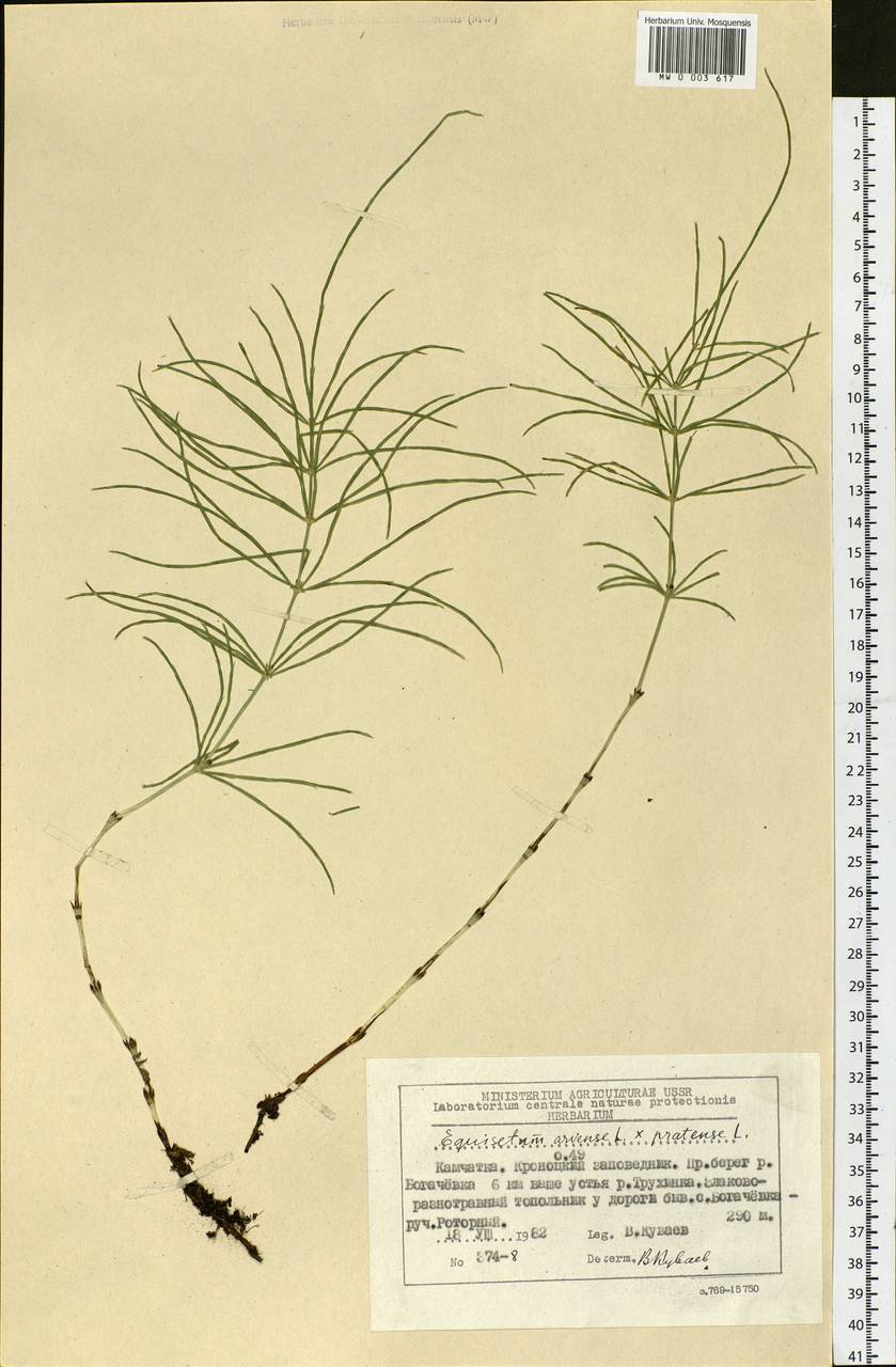 Equisetum arvense L., Siberia, Chukotka & Kamchatka (S7) (Russia)