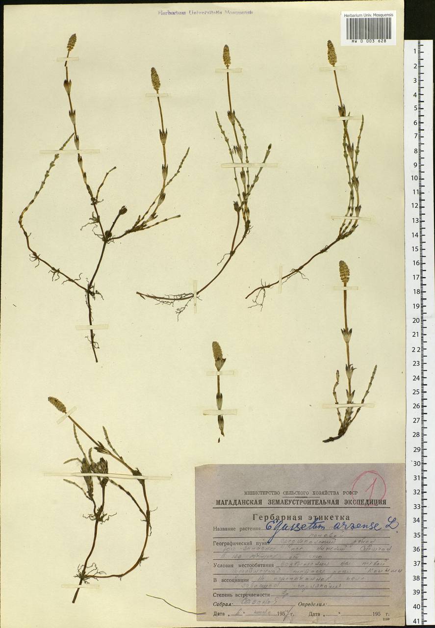 Equisetum arvense L., Siberia, Chukotka & Kamchatka (S7) (Russia)