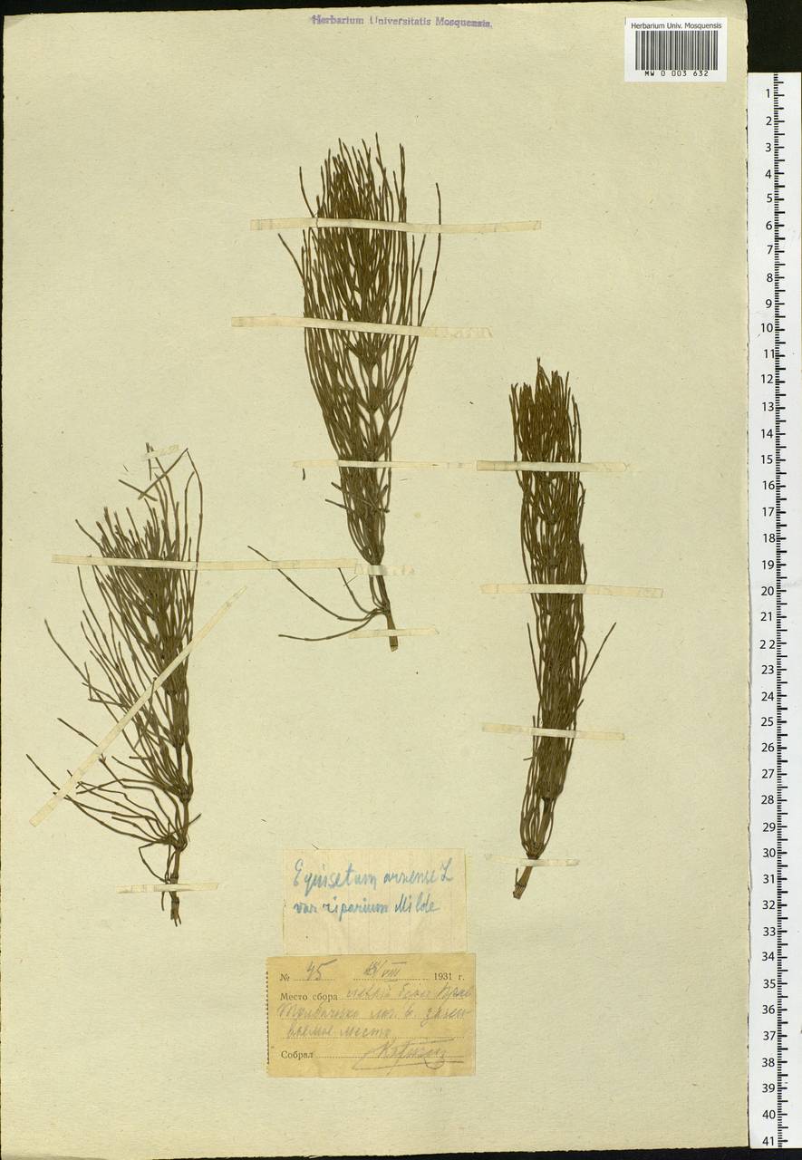 Equisetum arvense L., Siberia, Chukotka & Kamchatka (S7) (Russia)