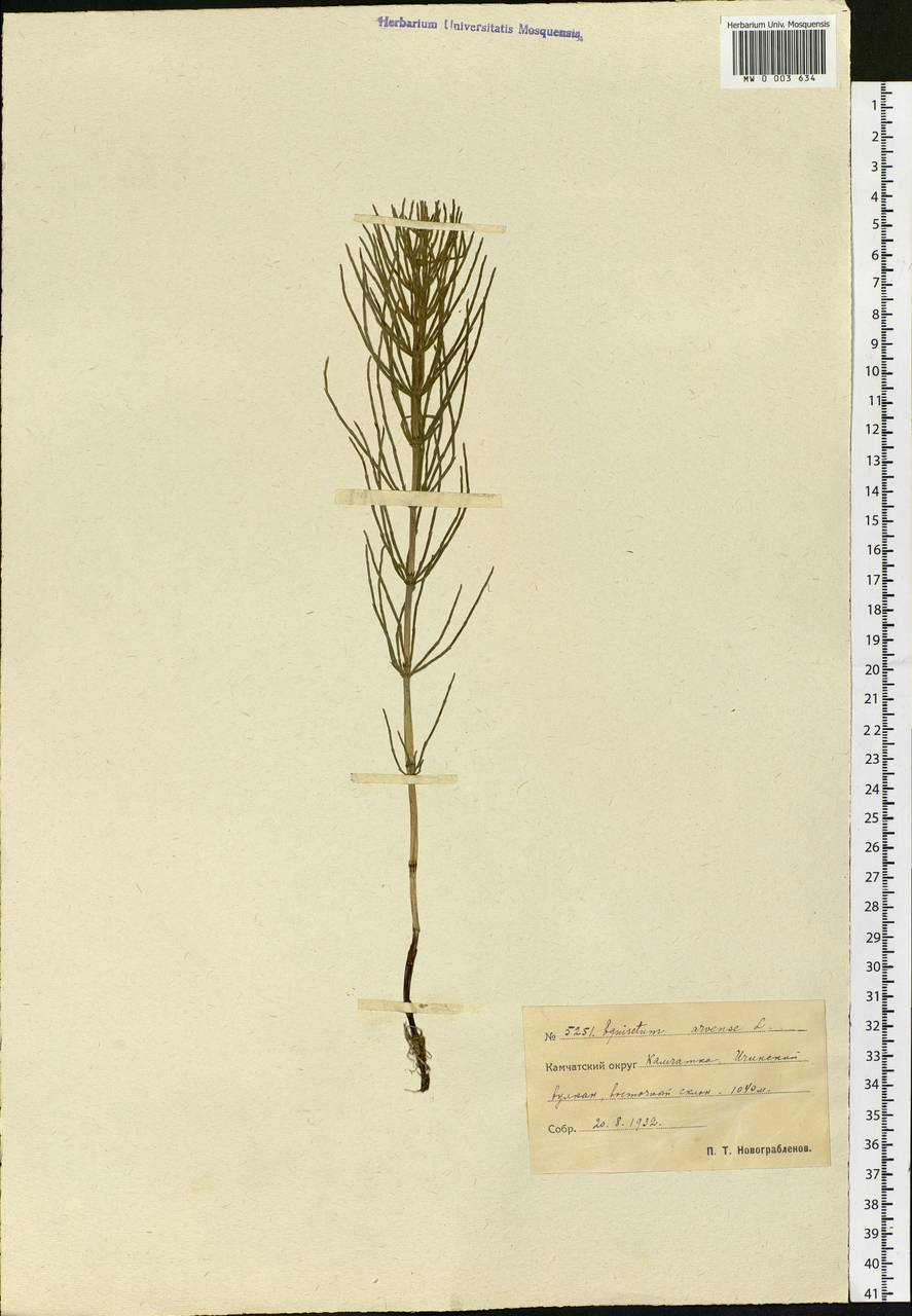 Equisetum arvense L., Siberia, Chukotka & Kamchatka (S7) (Russia)