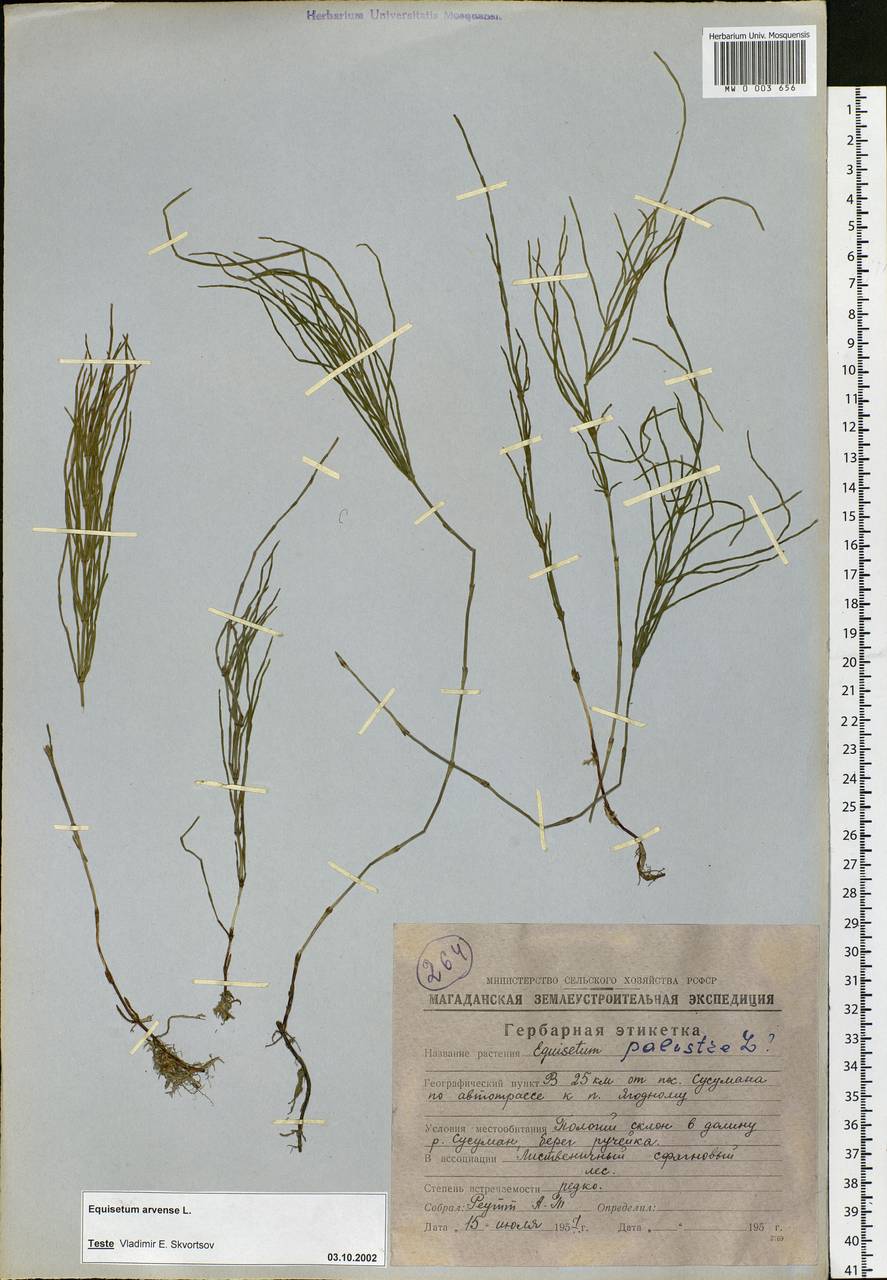Equisetum arvense L., Siberia, Chukotka & Kamchatka (S7) (Russia)