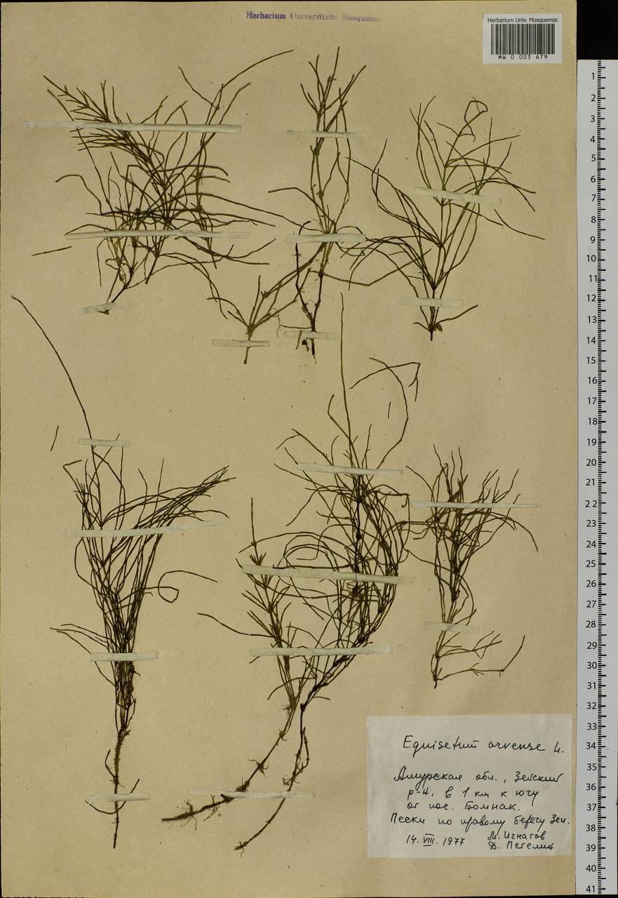 Equisetum arvense L., Siberia, Russian Far East (S6) (Russia)