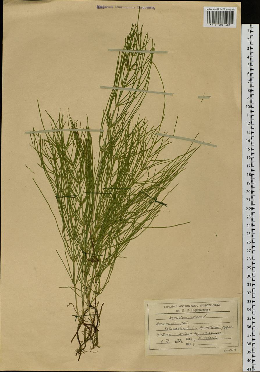 Equisetum arvense L., Siberia, Russian Far East (S6) (Russia)