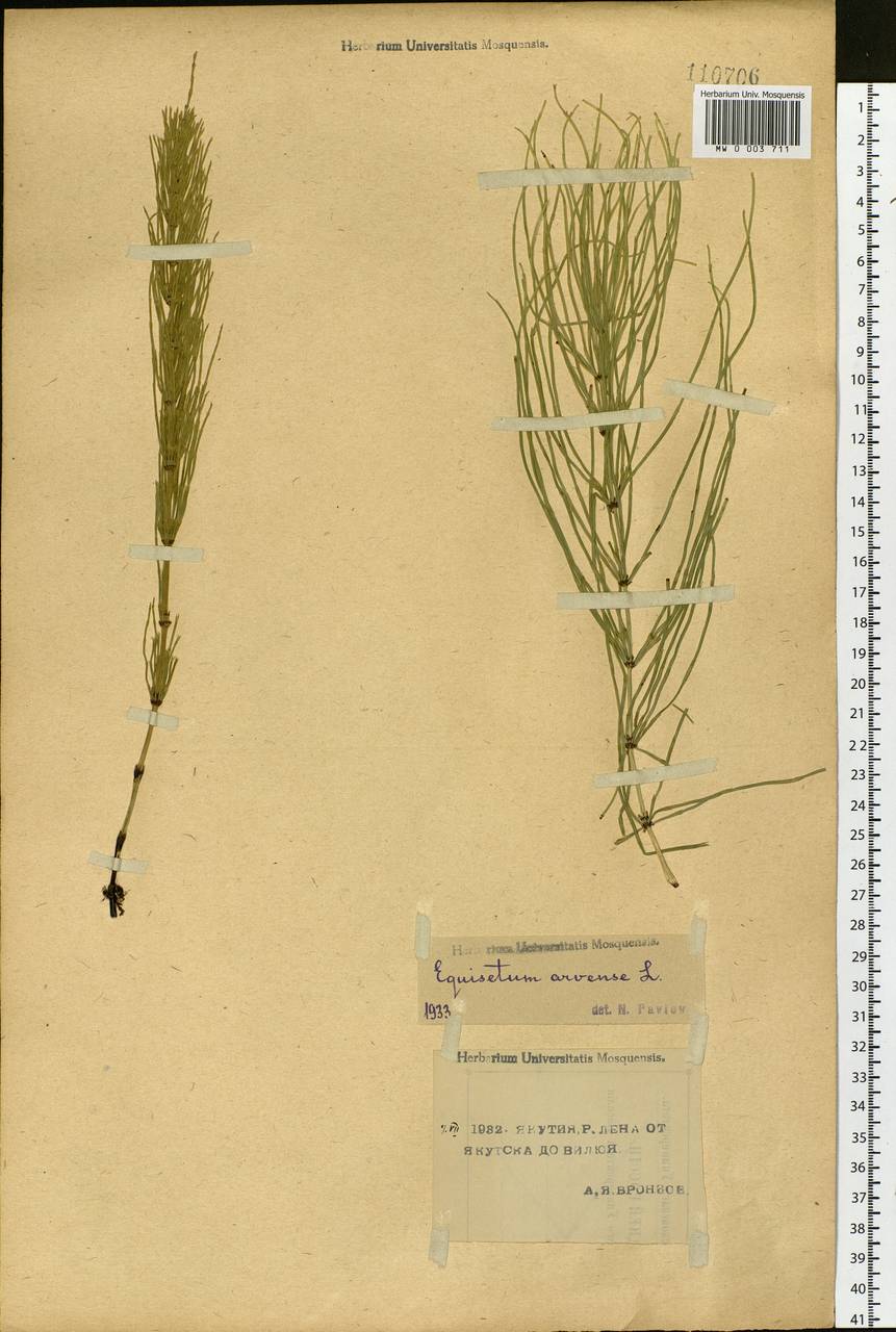 Equisetum arvense L., Siberia, Yakutia (S5) (Russia)