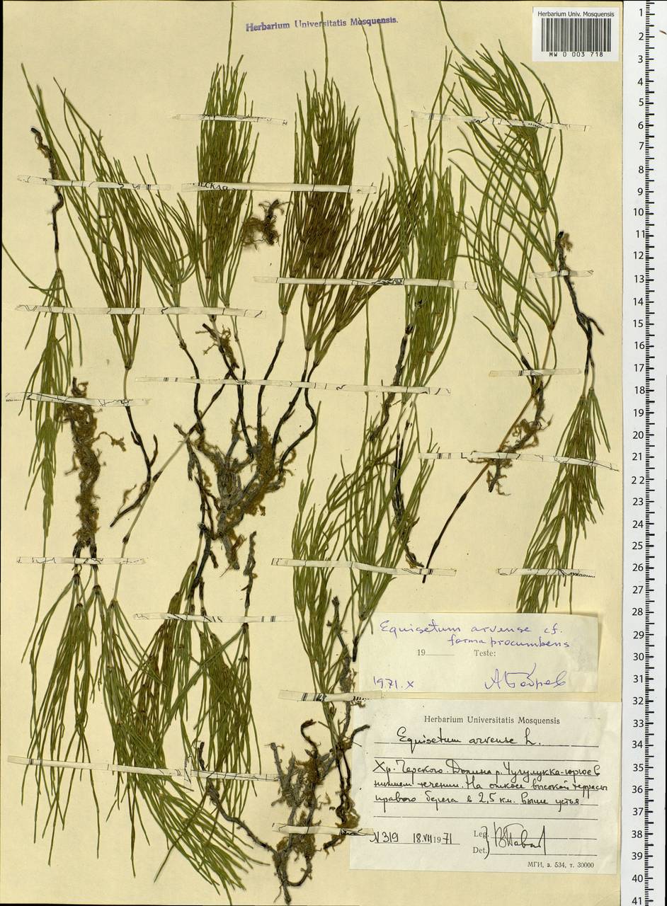 Equisetum arvense L., Siberia, Yakutia (S5) (Russia)