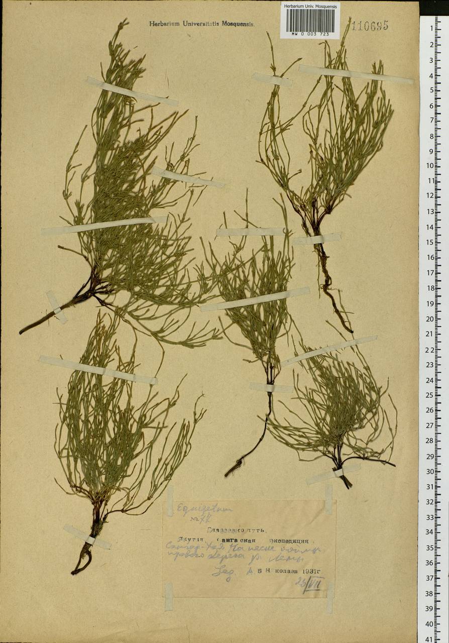 Equisetum arvense L., Siberia, Yakutia (S5) (Russia)