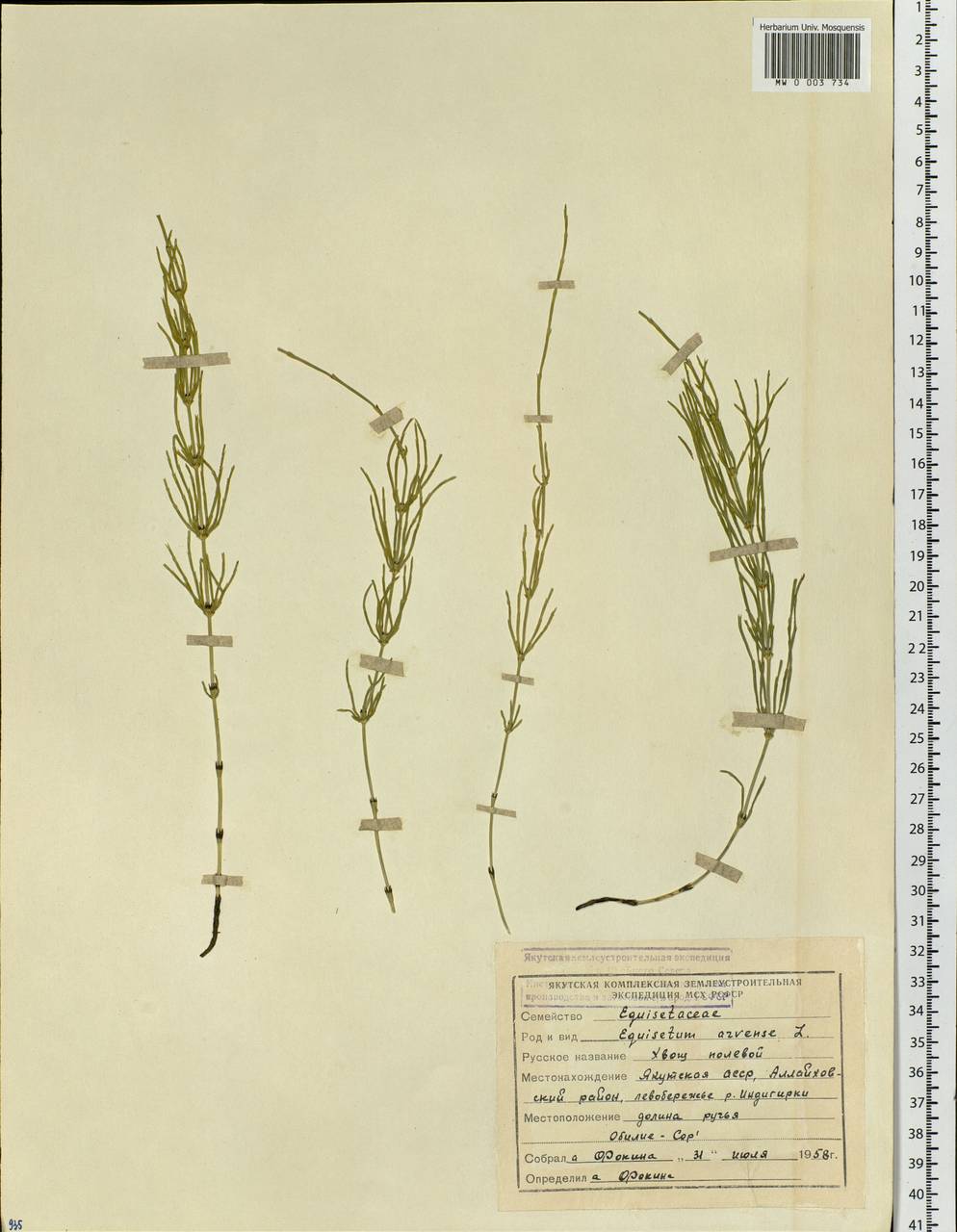 Equisetum arvense L., Siberia, Yakutia (S5) (Russia)