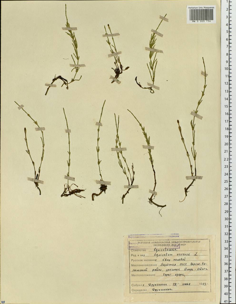 Equisetum arvense L., Siberia, Yakutia (S5) (Russia)