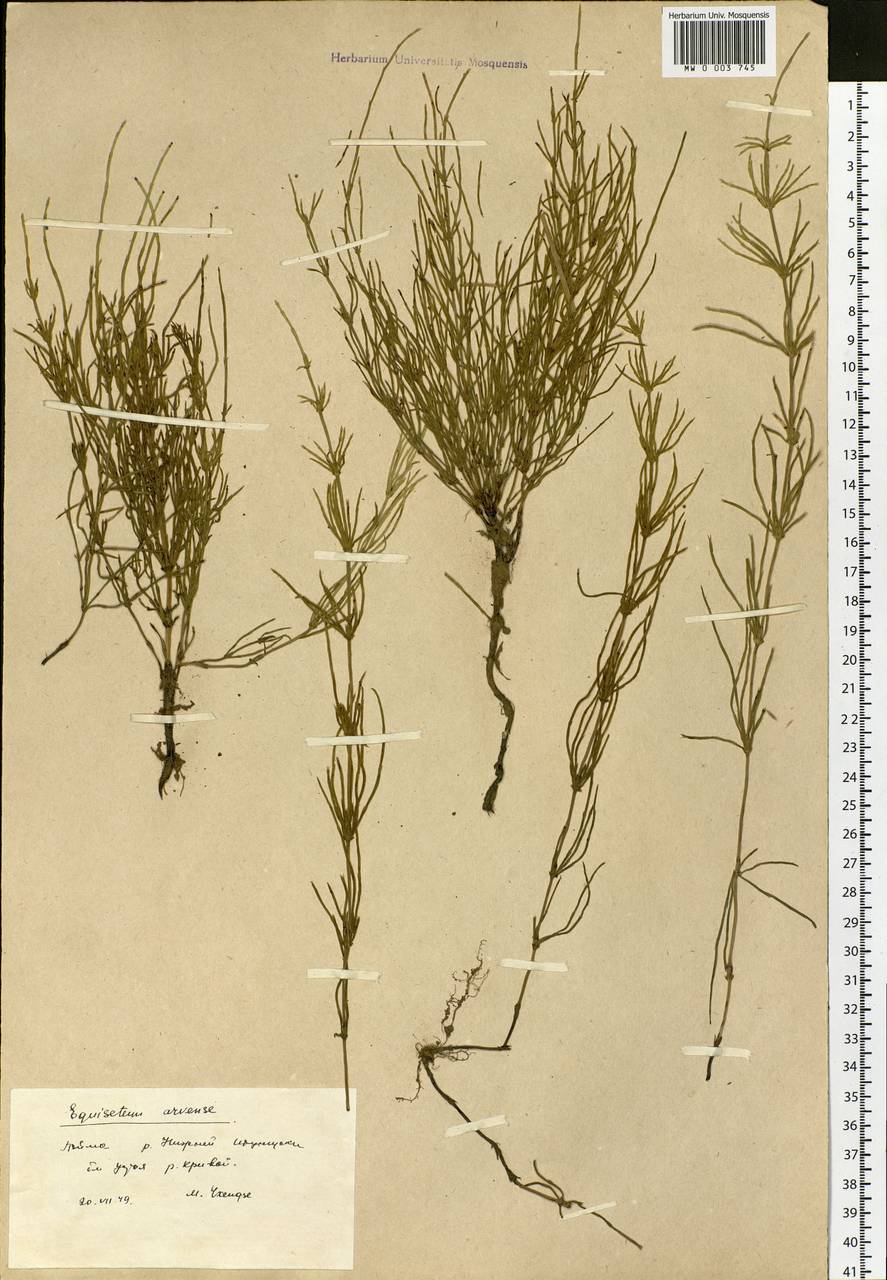 Equisetum arvense L., Siberia, Baikal & Transbaikal region (S4) (Russia)