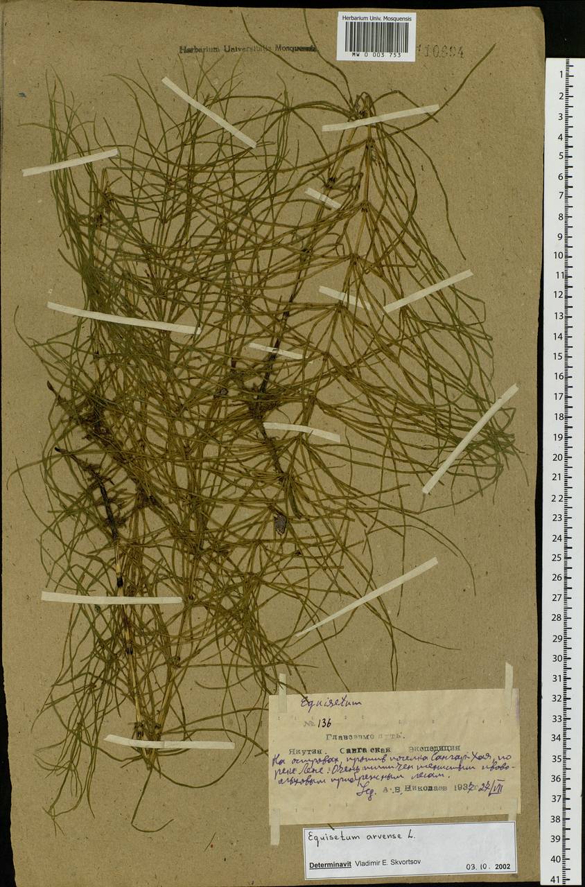 Equisetum arvense L., Siberia, Yakutia (S5) (Russia)