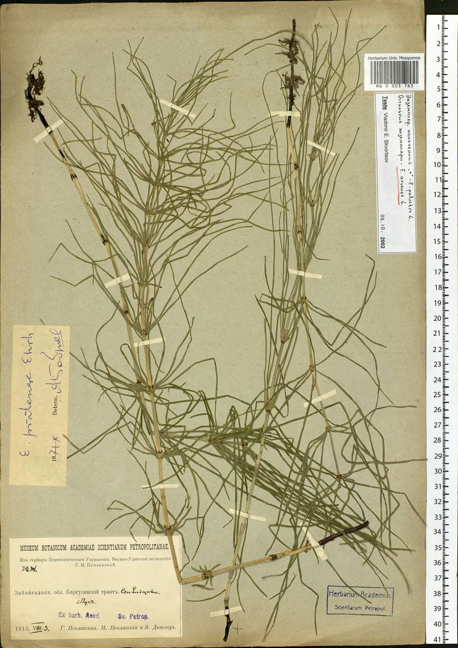 Equisetum arvense L., Siberia, Baikal & Transbaikal region (S4) (Russia)