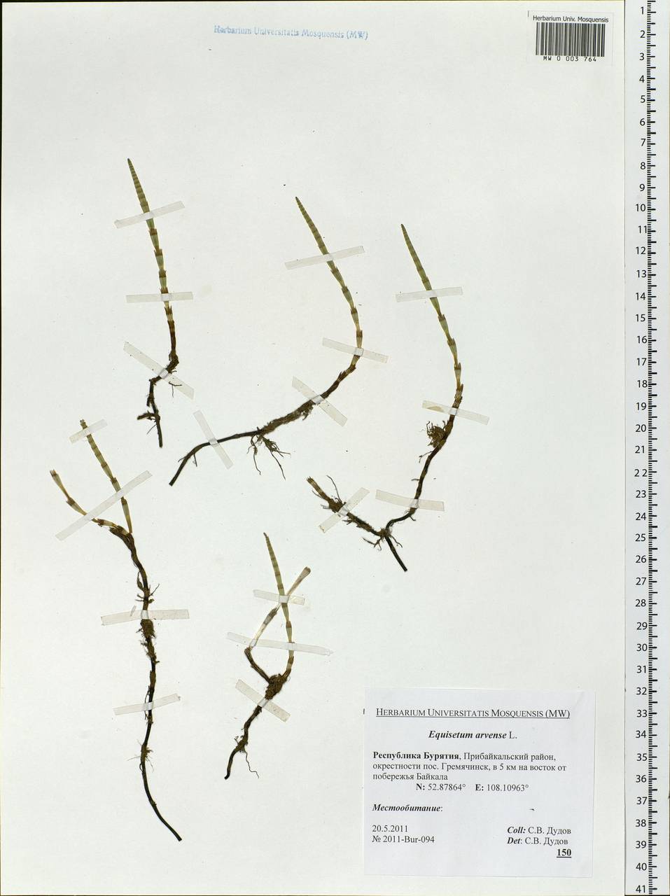 Equisetum arvense L., Siberia, Baikal & Transbaikal region (S4) (Russia)