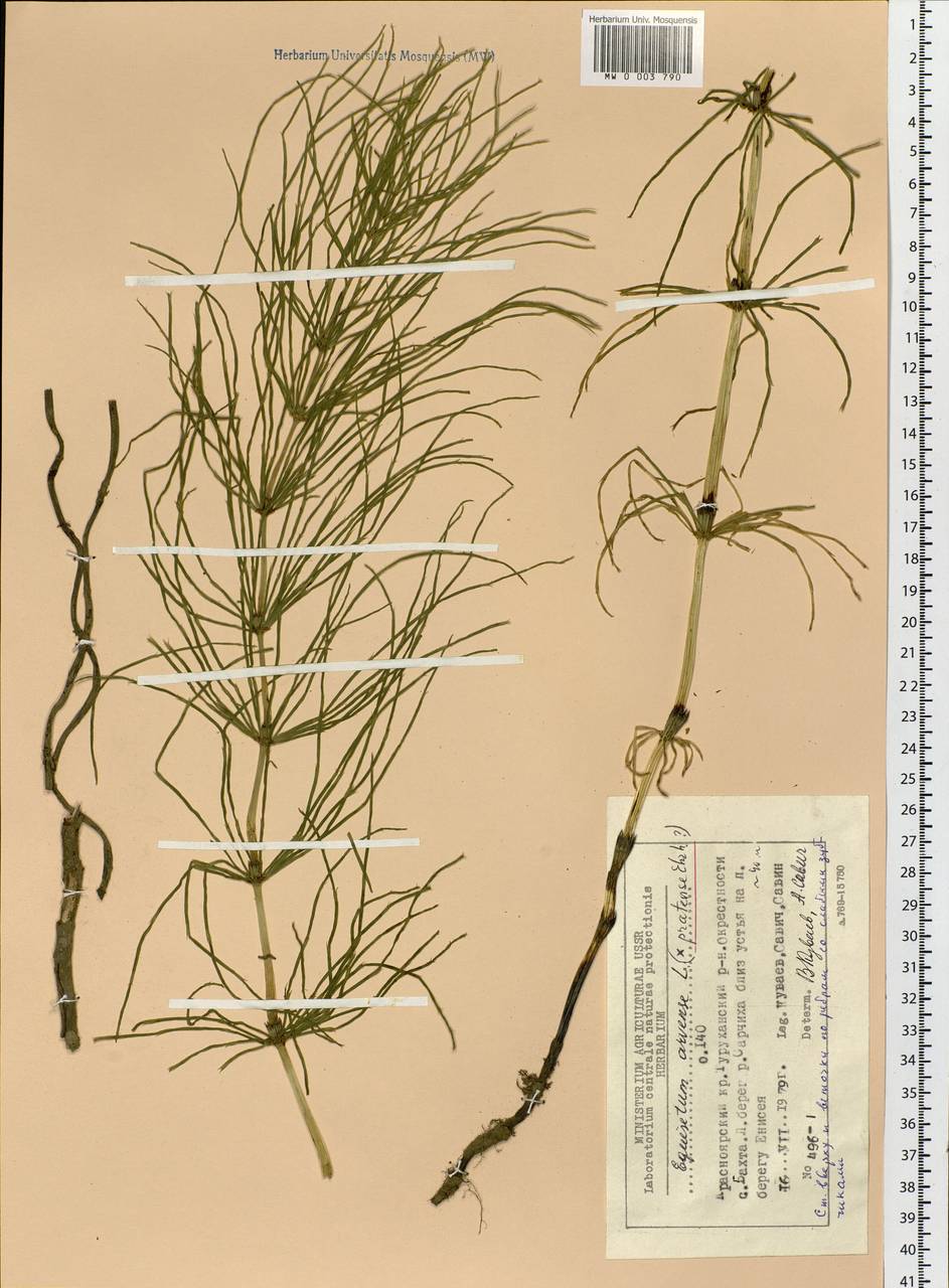 Equisetum arvense L., Siberia, Central Siberia (S3) (Russia)