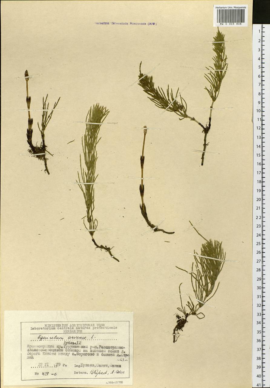Equisetum arvense L., Siberia, Central Siberia (S3) (Russia)