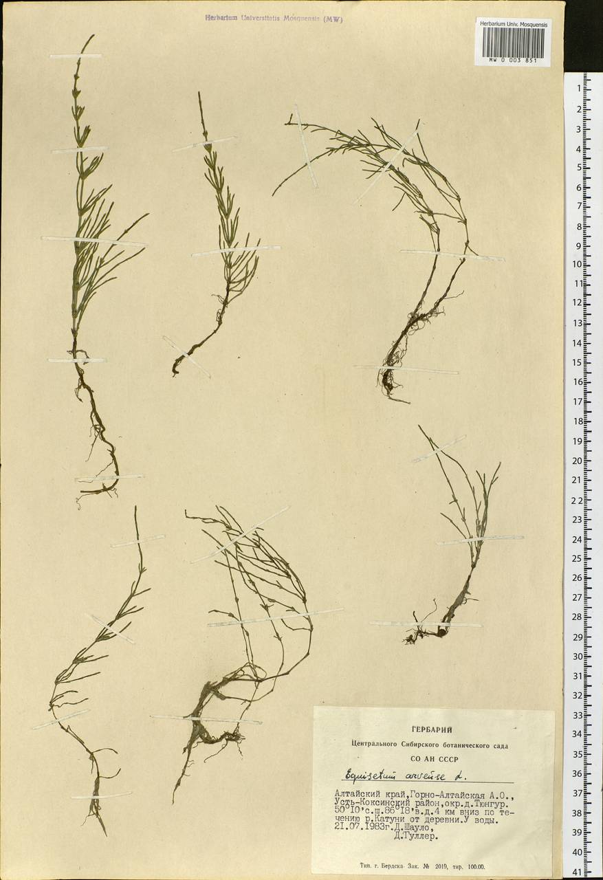 Equisetum arvense L., Siberia, Altai & Sayany Mountains (S2) (Russia)