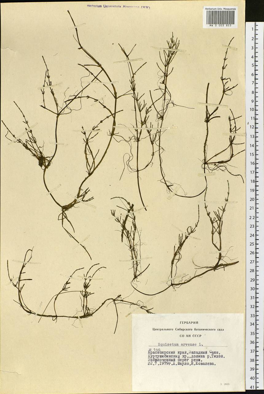 Equisetum arvense L., Siberia, Altai & Sayany Mountains (S2) (Russia)