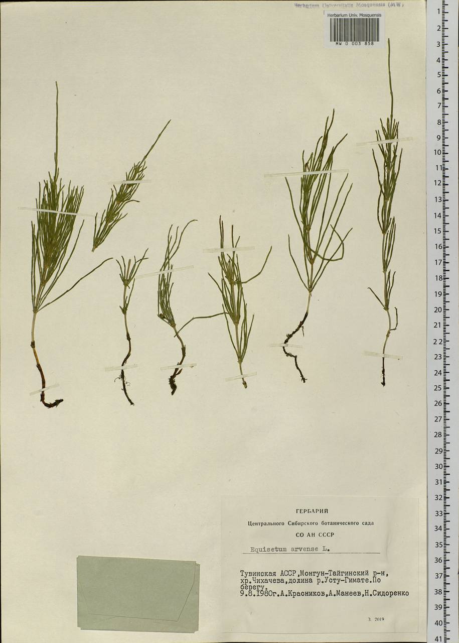 Equisetum arvense L., Siberia, Altai & Sayany Mountains (S2) (Russia)