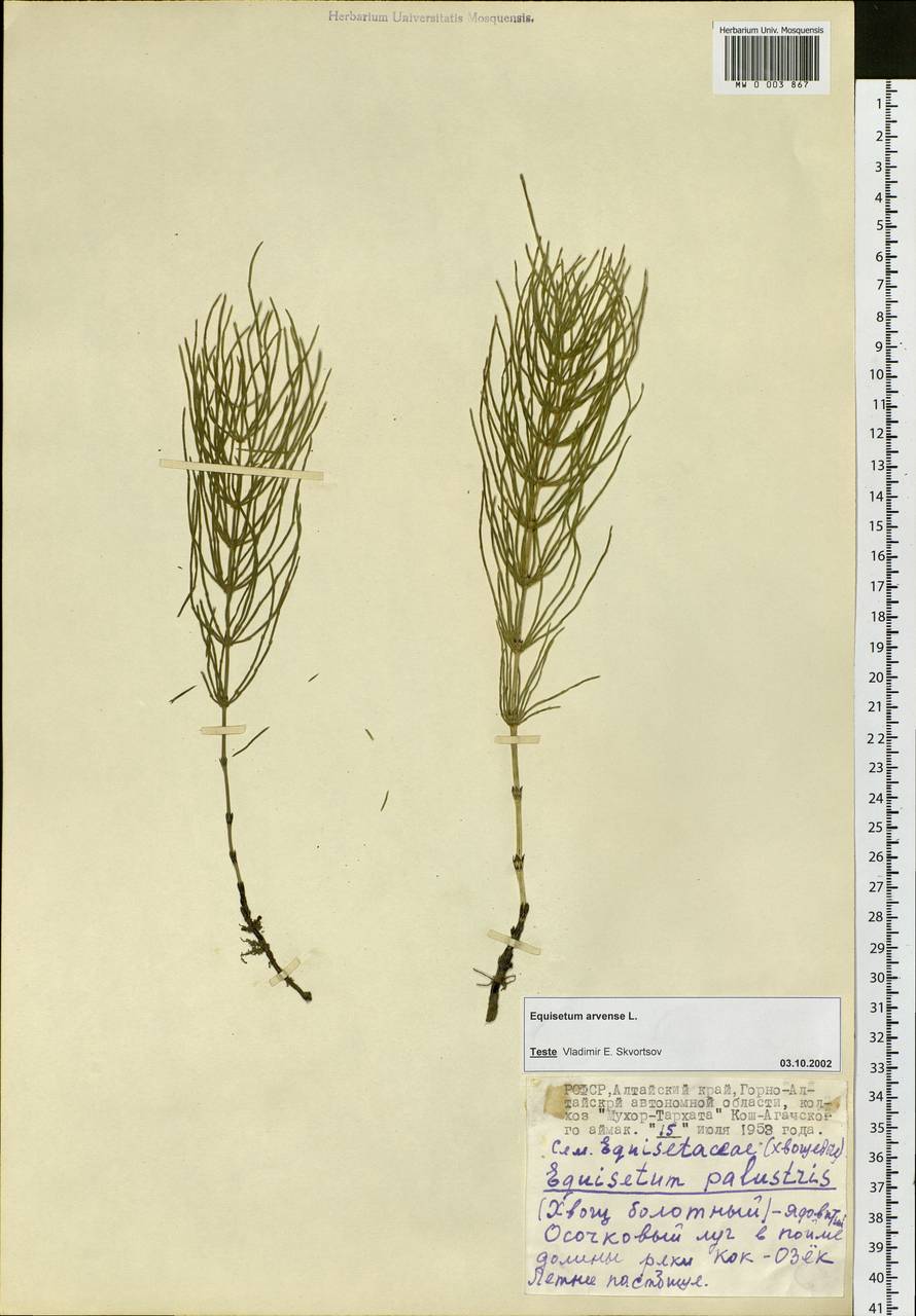 Equisetum arvense L., Siberia, Altai & Sayany Mountains (S2) (Russia)