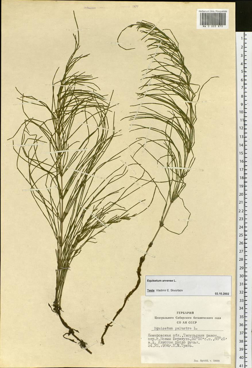 Equisetum arvense L., Siberia, Altai & Sayany Mountains (S2) (Russia)