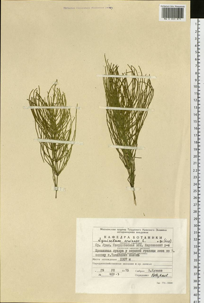 Equisetum arvense L., Eastern Europe, Eastern region (E10) (Russia)