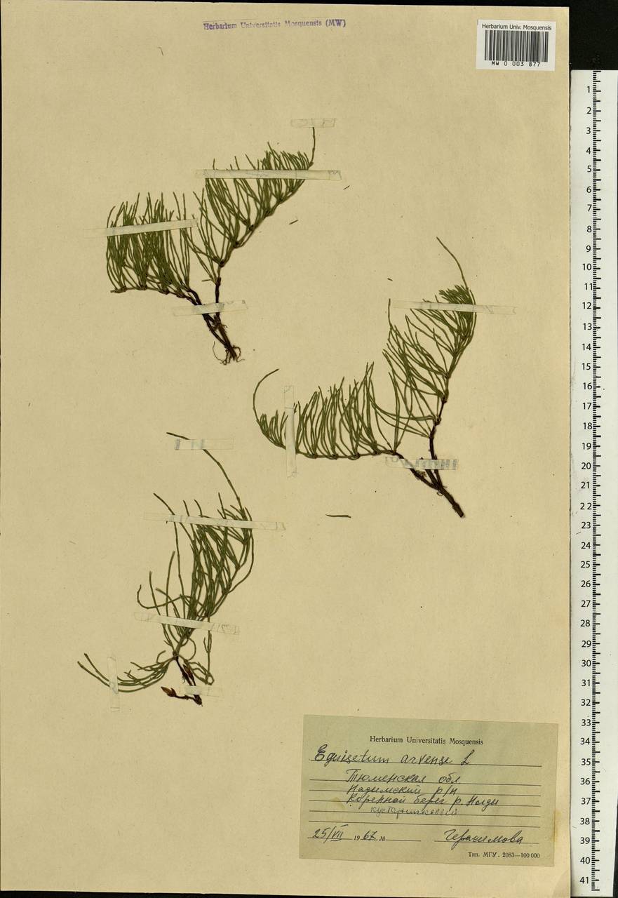 Equisetum arvense L., Siberia, Western Siberia (S1) (Russia)