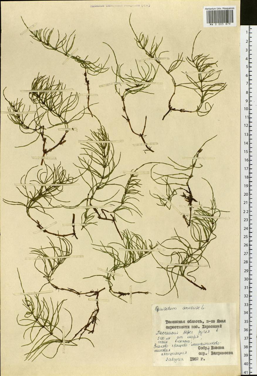 Equisetum arvense L., Siberia, Western Siberia (S1) (Russia)